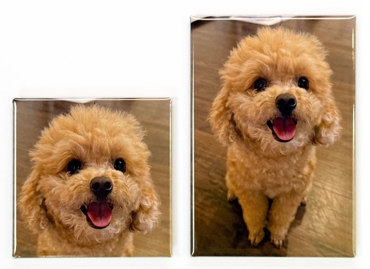 A 2×2 inch square photo magnet beside a taller 2×3 inch rectangle magnet, both showing the same tan poodle