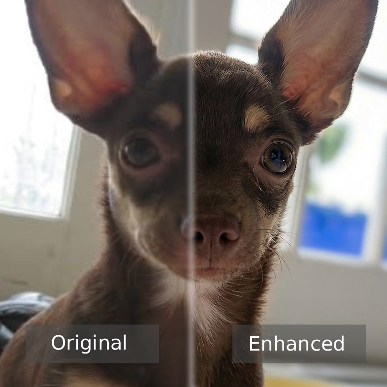 Before and after photo restoration showing a dog portrait improved by Professional Enhancement