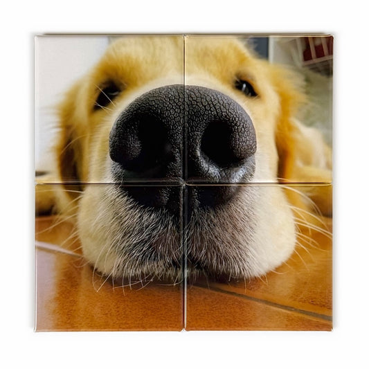 Photo mosaic magnet in a 2x2 square grid showing a close-up of a golden retriever's nose and face